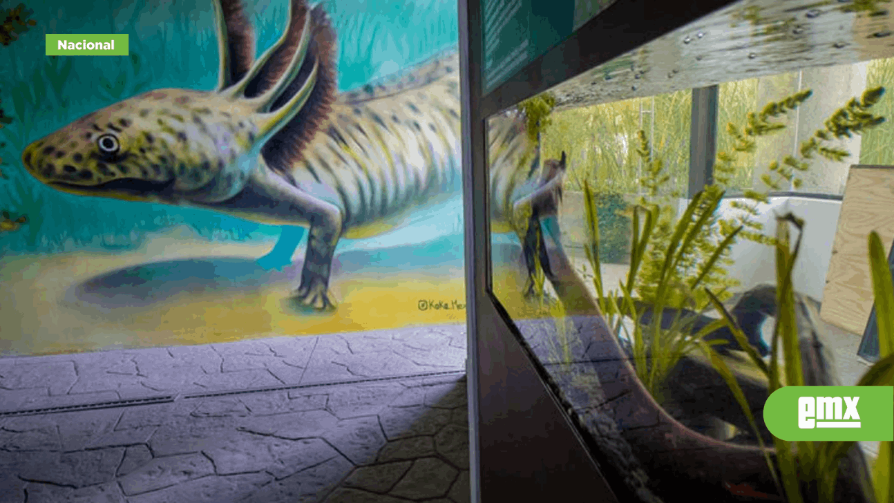 EMX-Inauguran Anfibium, Museo del Axolote en el Zoológico de Chapultepec