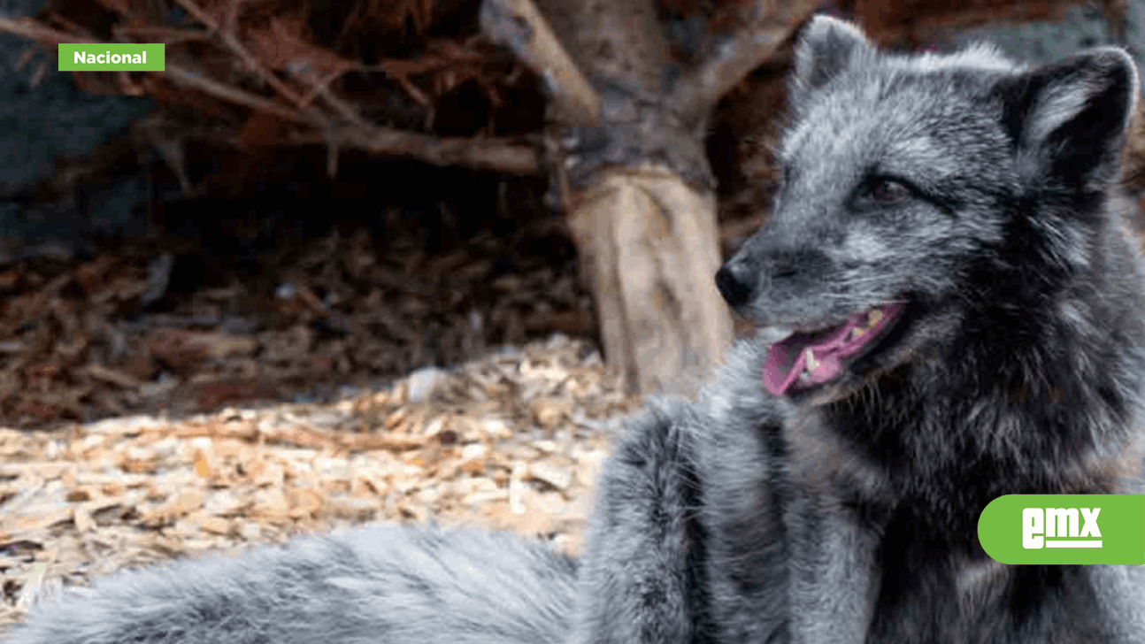 EMX-Zorro gris provoca brote de rabia en Bahía de Kino, Sonora