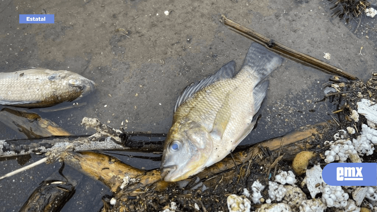 EMX-Aparecen Decenas de Peces muertos en la Presa 