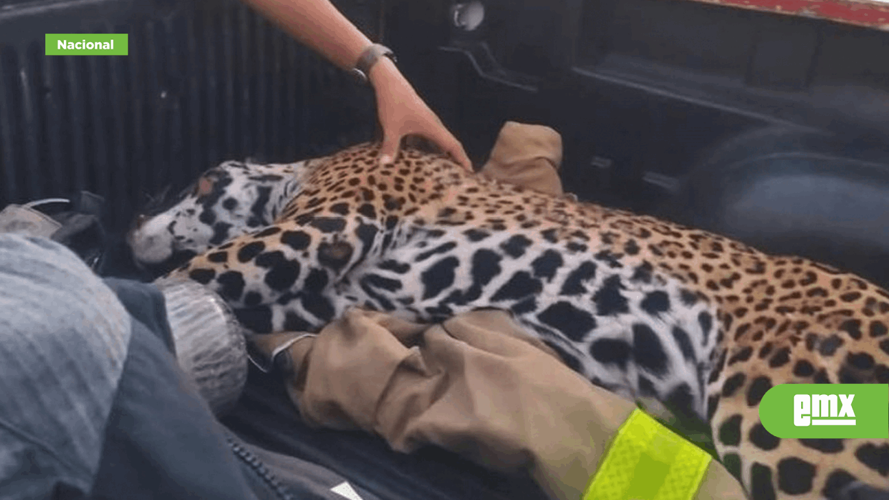 EMX-Atropellan a jaguar embarazada en zonas del Tren Maya