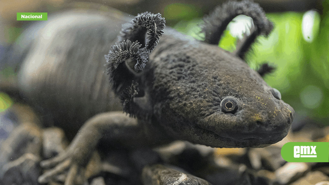 EMX-¿Sabías que en el mes de febrero se celebra el Día Nacional del Ajolote?