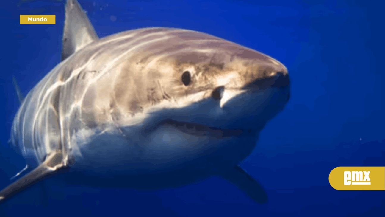 EMX-Registaron dos ataques de tiburones en menos de 24 horas en una playa de Brasil