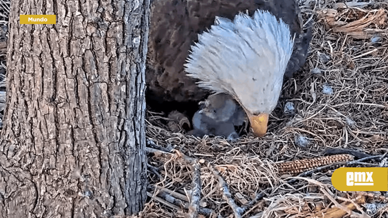 El nacimiento de una cría de águila calva sorprendió a los especialistas -  El Mexicano - Gran Diario Regional