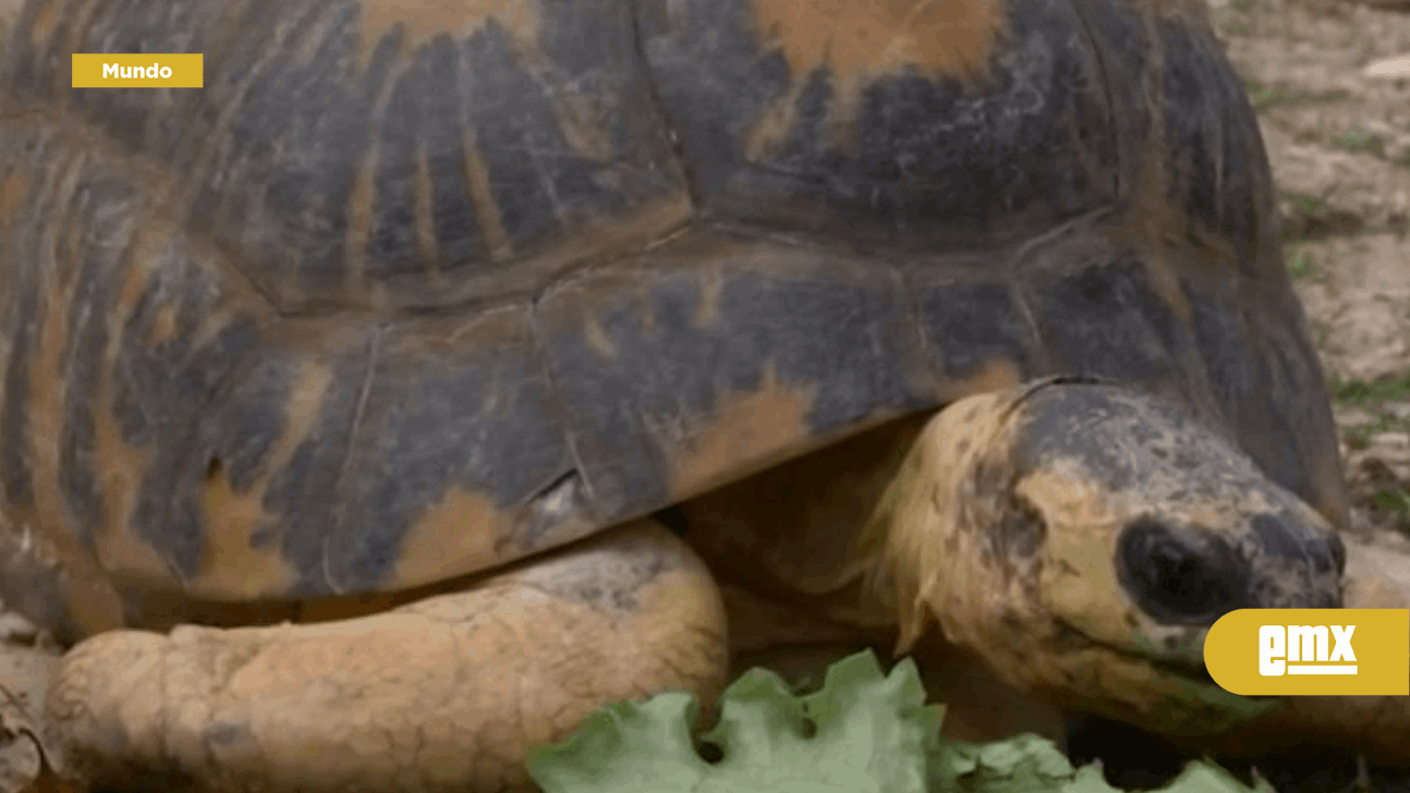 EMX-Tortuga de 90 años en peligro de extinción se convierte en papá; es esperanza para su especie