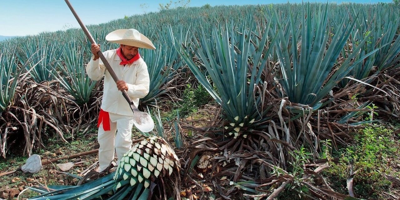 EMX-México celebra el Día Nacional del Tequila