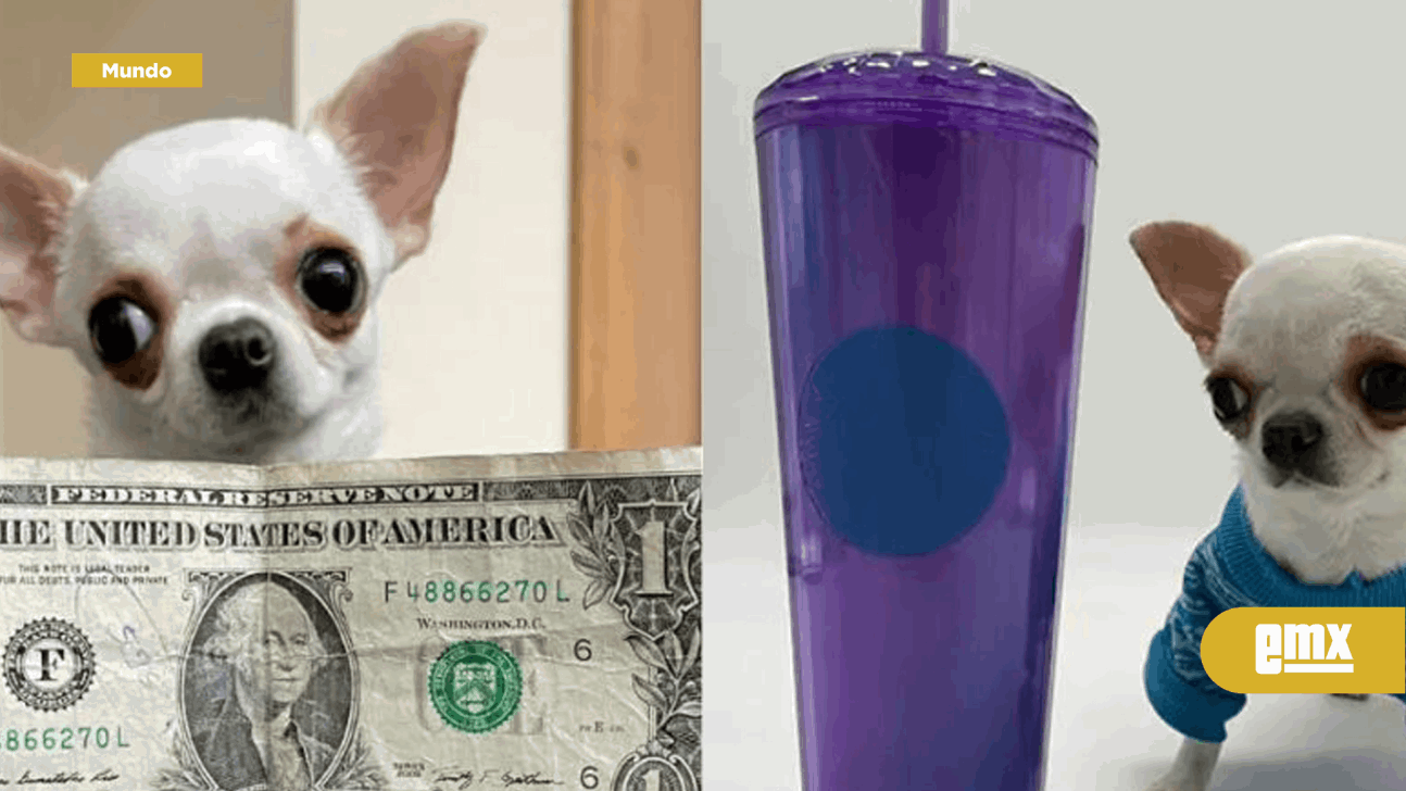 EMX-Chihuahua obtiene el Récord Guinness por ser el perro más pequeño del mundo