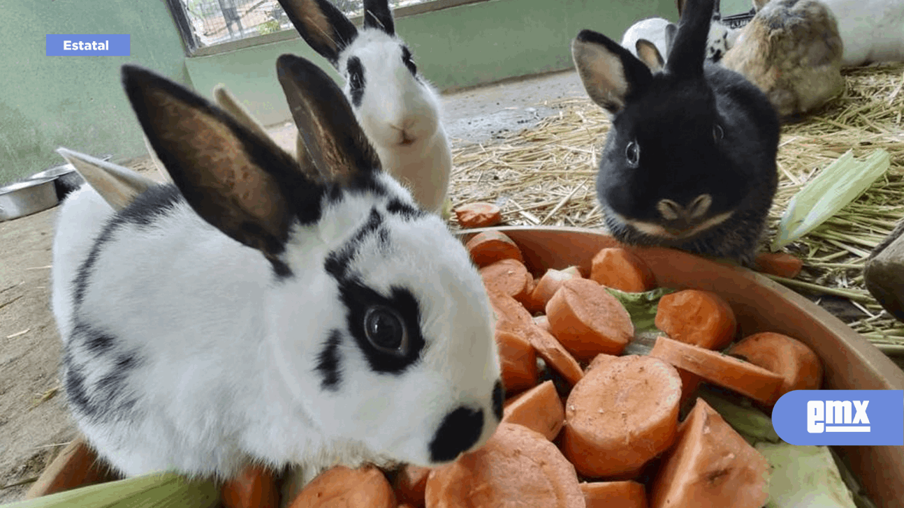 EMX-Animales del zoológico del parque Morelos tienen un régimen alimenticio adecuado para mantener su pleno y sano desarrollo
