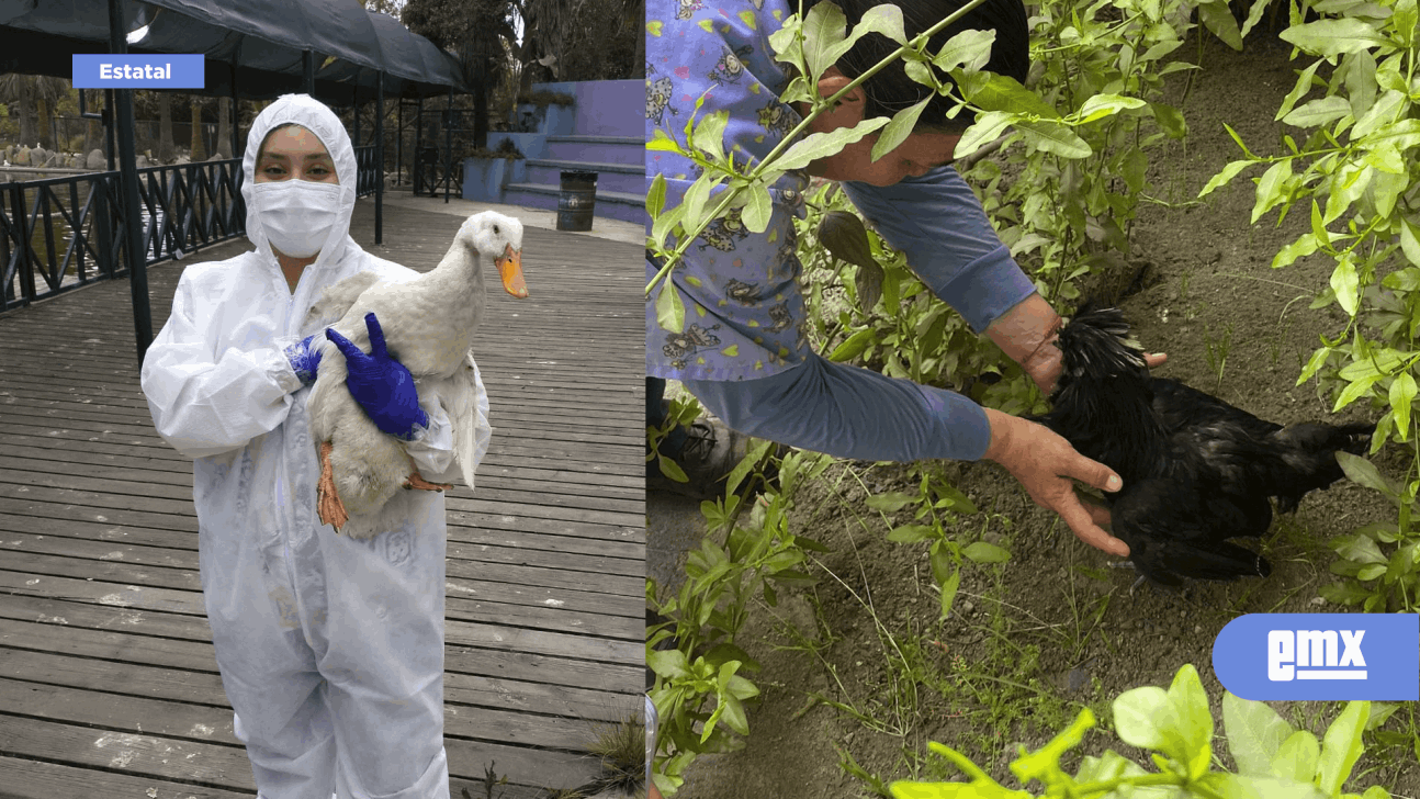 EMX-ABANDONA CIUDADANÍA ANIMALES DOMÉSTICOS AL INTERIOR DEL PARQUE MORELOS