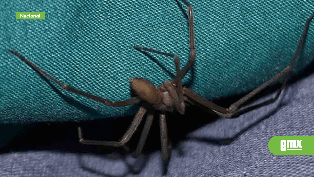 EMX-Muerde araña violinista a niño en Reynosa; clinica pedía 30 mil pesos por el antidoto