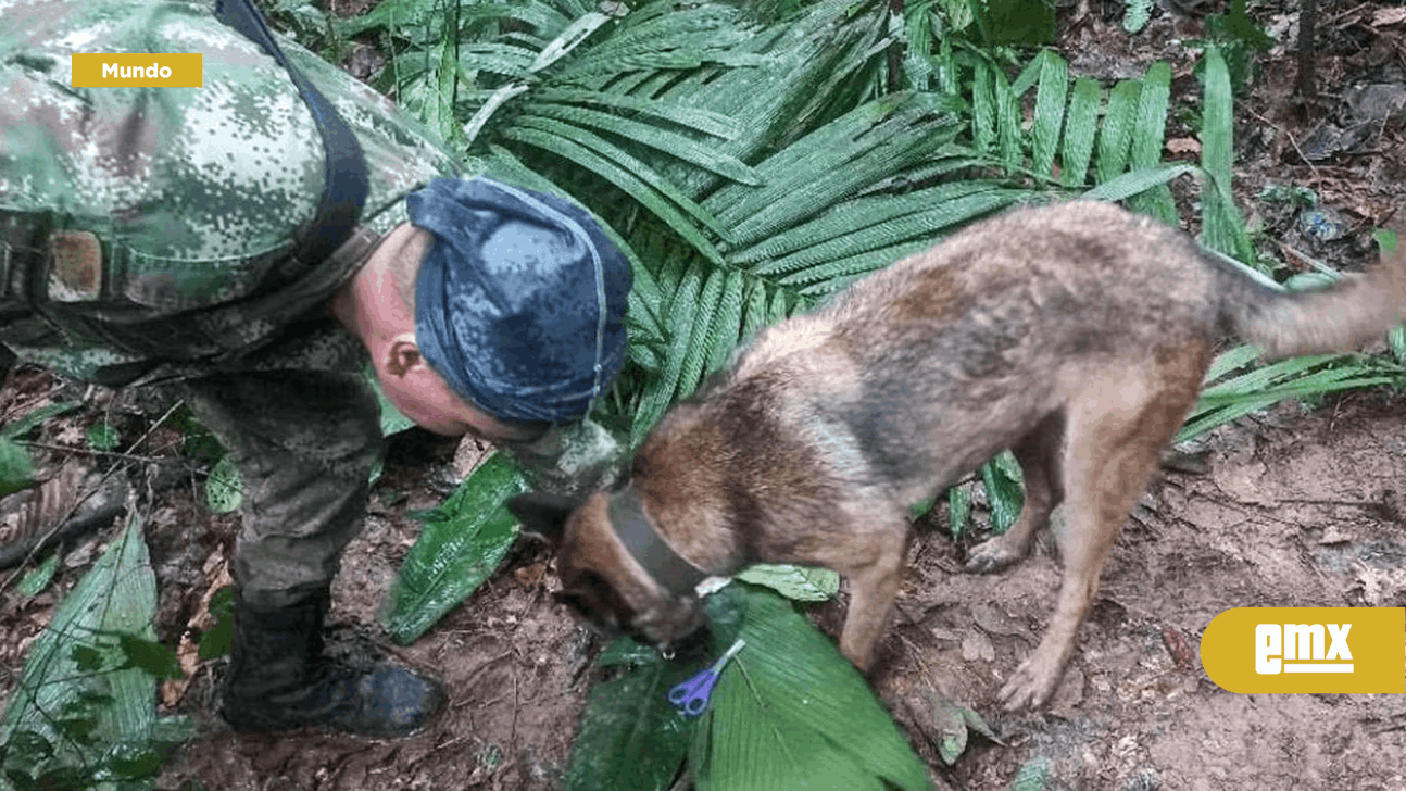 EMX-Milagro en el Amazonas: aparecen vivos 4 niños que desaparecieron en accidente aéreo hace 17 días
