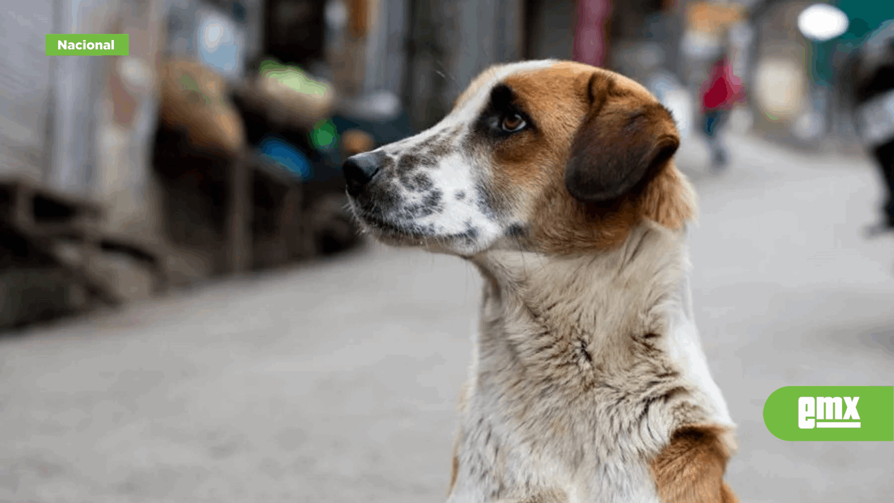 EMX-Inauguran primer hotel para perros y gatos abandonados en CDMX