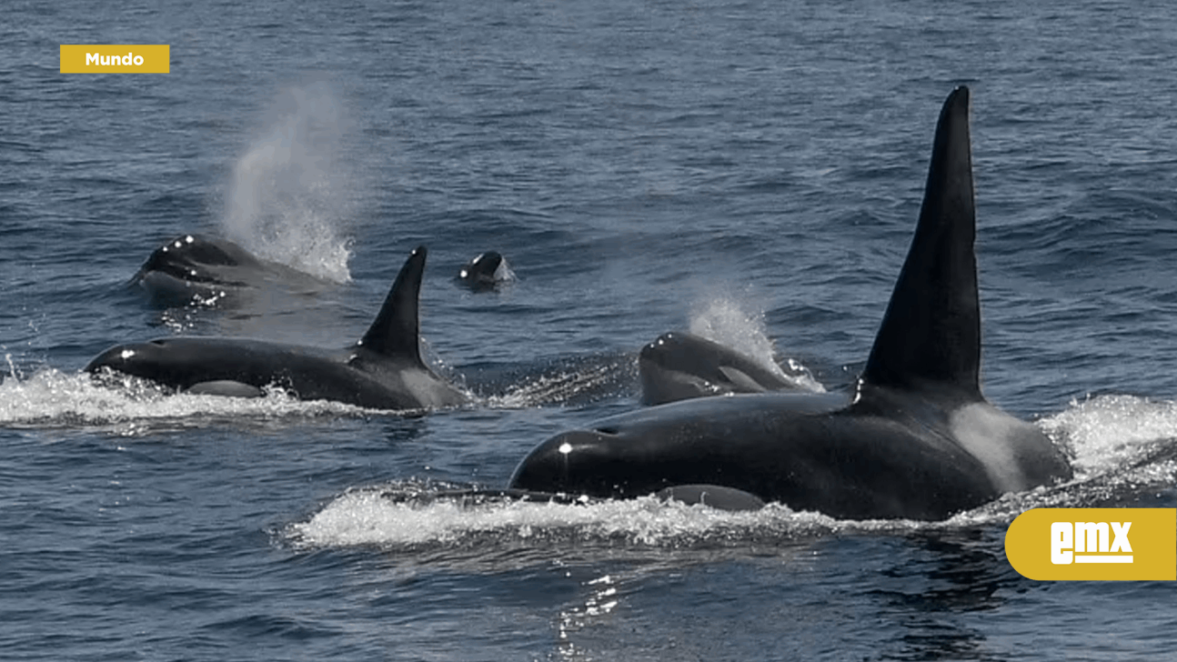 EMX-Tras los extraños ataques de orcas a barcos en Europa, detectaron un inusual grupo de 20 ballenas en San Francisco