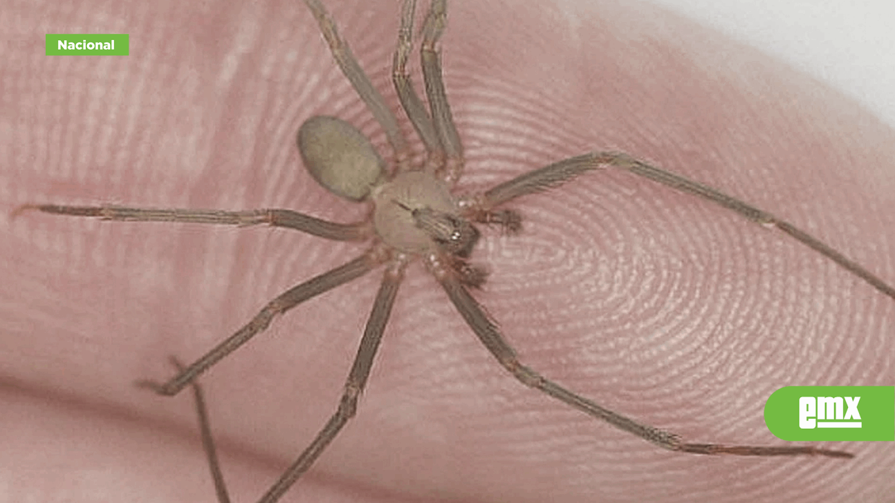 EMX-Temporada de araña violinista: cómo identificarlas, qué hacer y qué no hacer