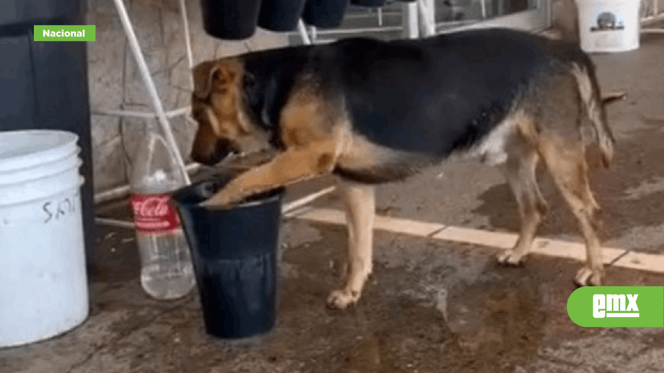 EMX-Perrito de la calle tira el agua de florería para refrescarse en el piso