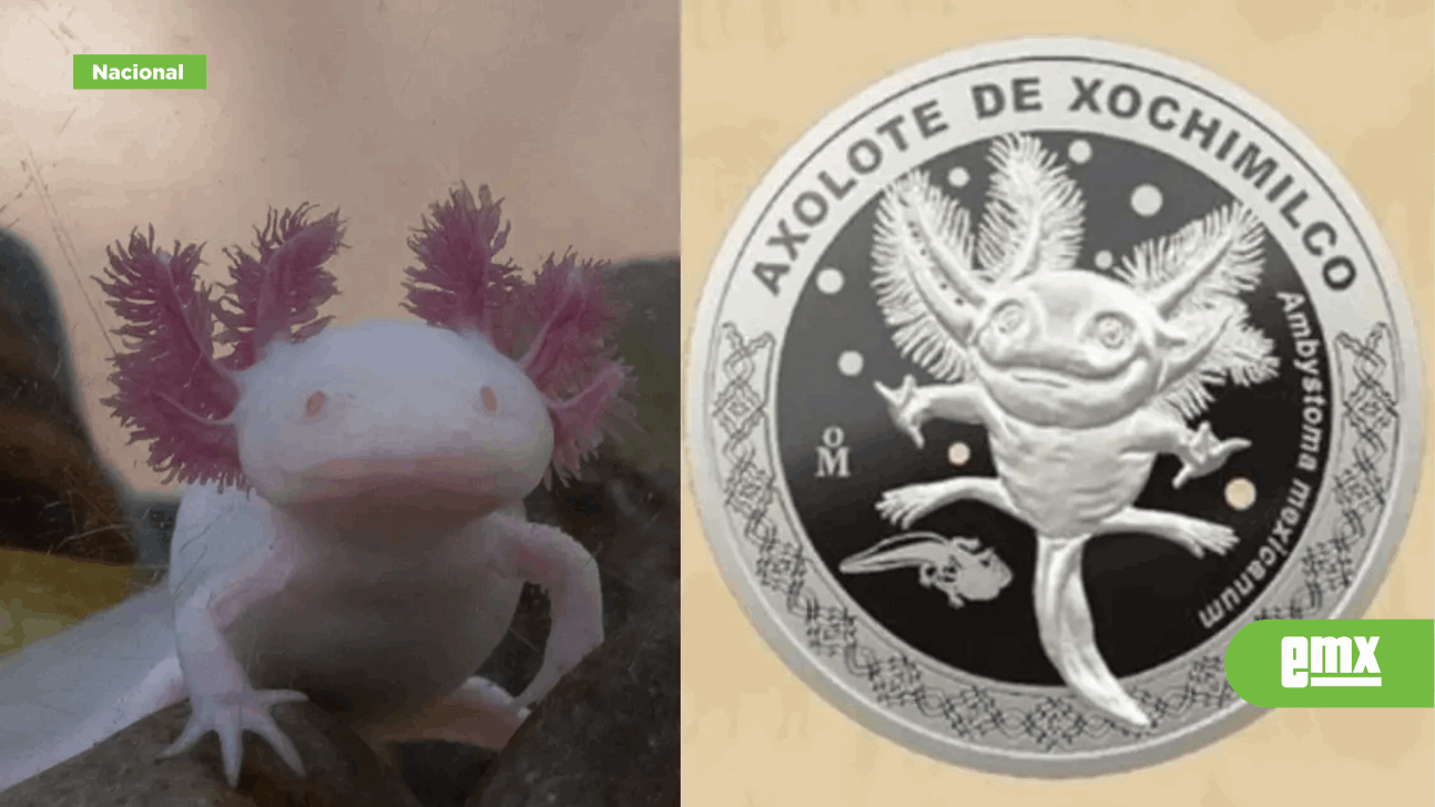 EMX-Lanzan moneda conmemorativa de ajolote y otros animales; así la puedes comprar