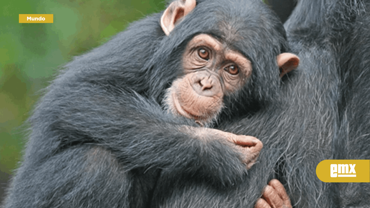 EMX-Estudio apunta que los primates tienen preferencias de color relacionadas con la dieta