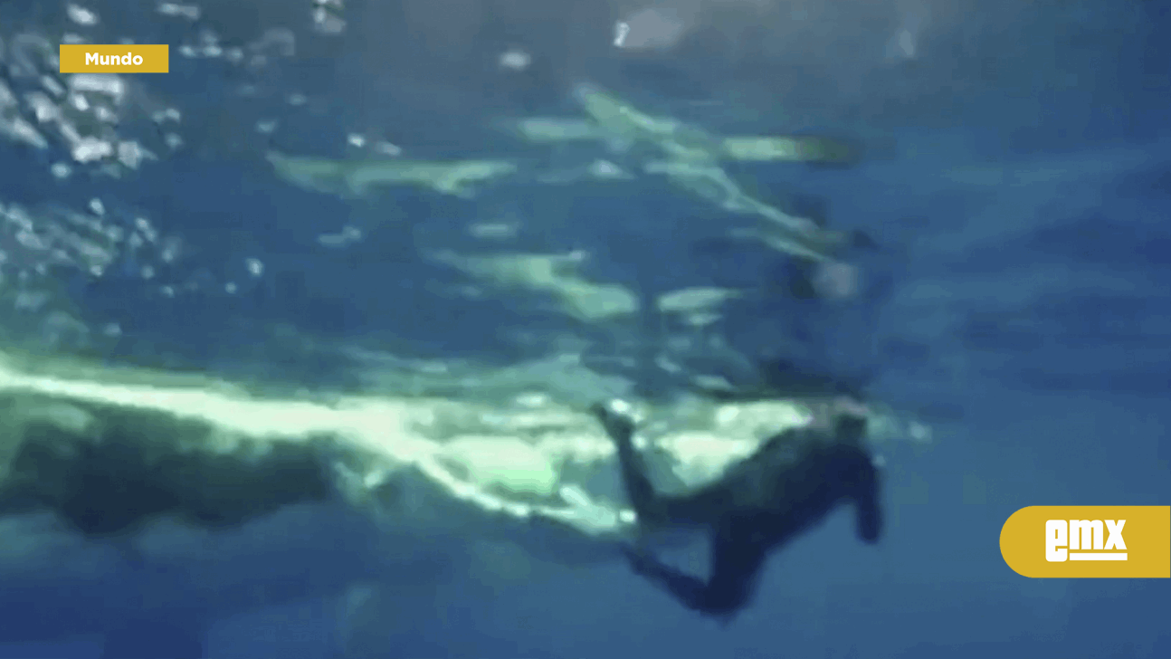 EMX-Ballena salvó a una bióloga marina de ser atacada por un tiburón
