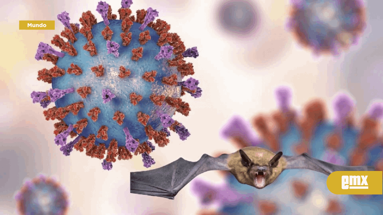 EMX-Virus Nipah: ¿Cuáles son los síntomas y cómo se transmite?
