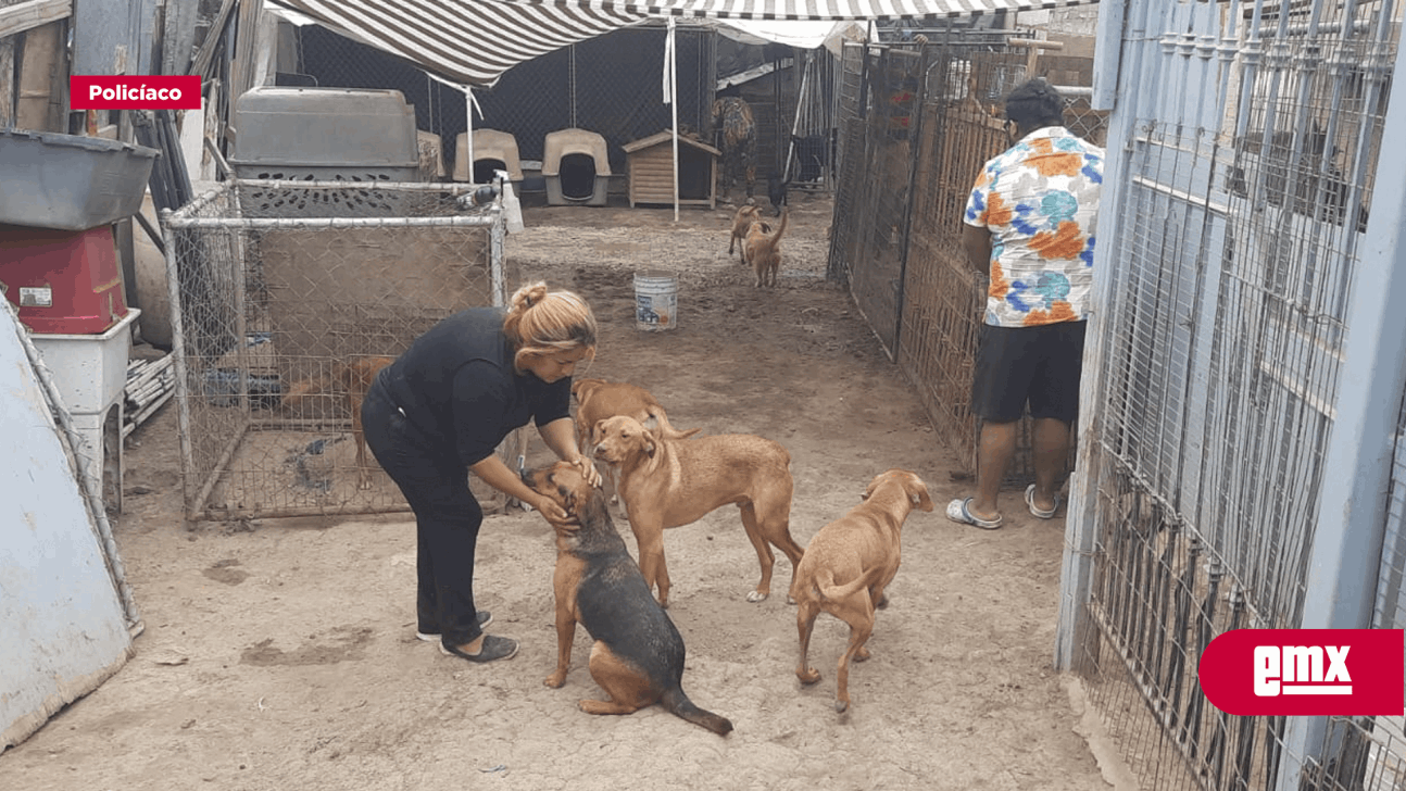 EMX-Solicita ayuda albergue de perritos Patitas Firmes de Tijuana