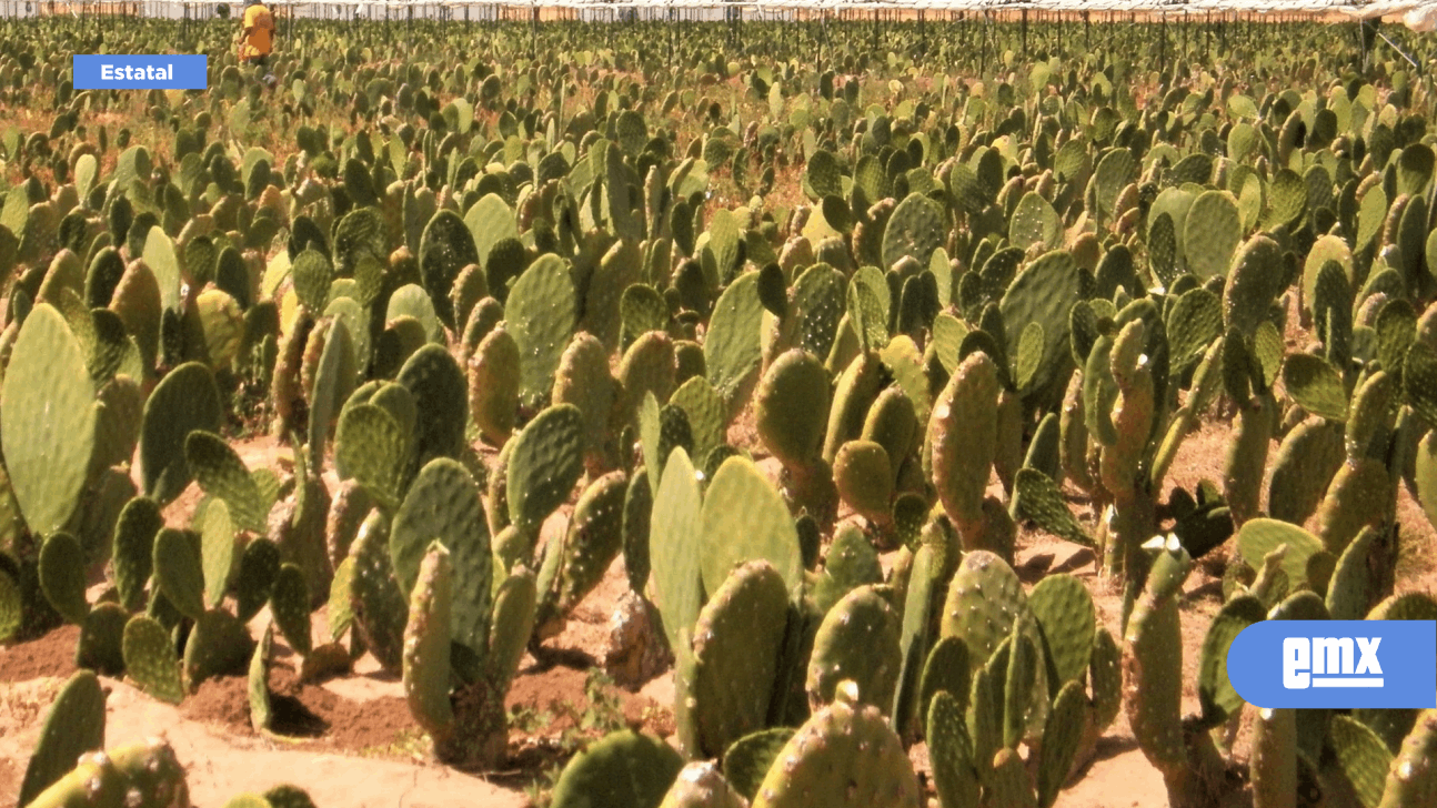EMX-Ampliarán superficie para cultivo de nopal forrajero