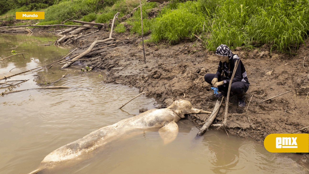 EMX-Delfines Rosados en el Amazonas en Peligro Debido a Sequía y Cambio Climático