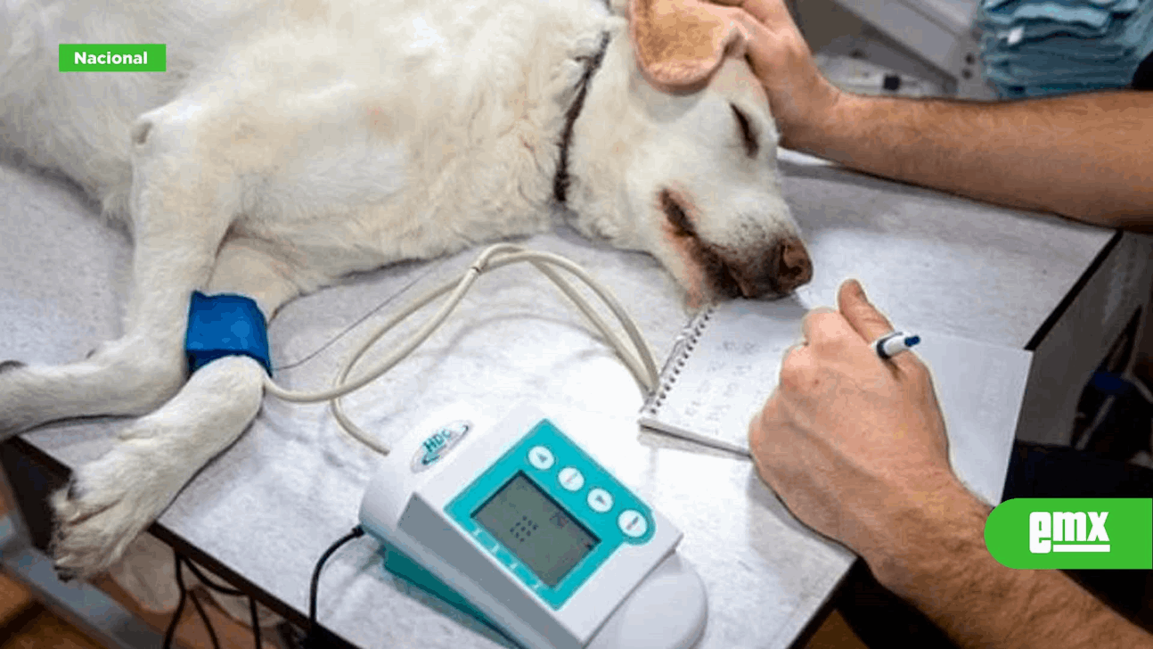 EMX-Pandemia canina: Esta es la enfermedad que pondría en peligro la vida de los perros en México