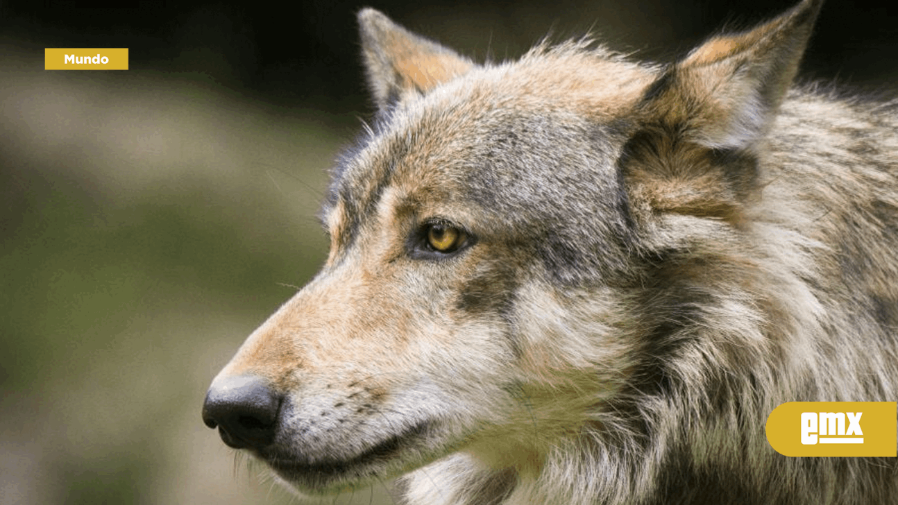 EMX-Bebé muere atacado por híbrido de lobo que familia tenía de mascota en EU
