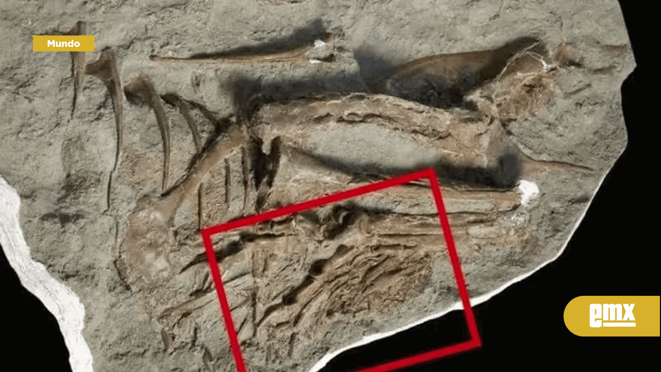 EMX-Increíble hallazgo: encuentran el fósil de un tiranosaurio con rastros de su última comida preservada en el estómago