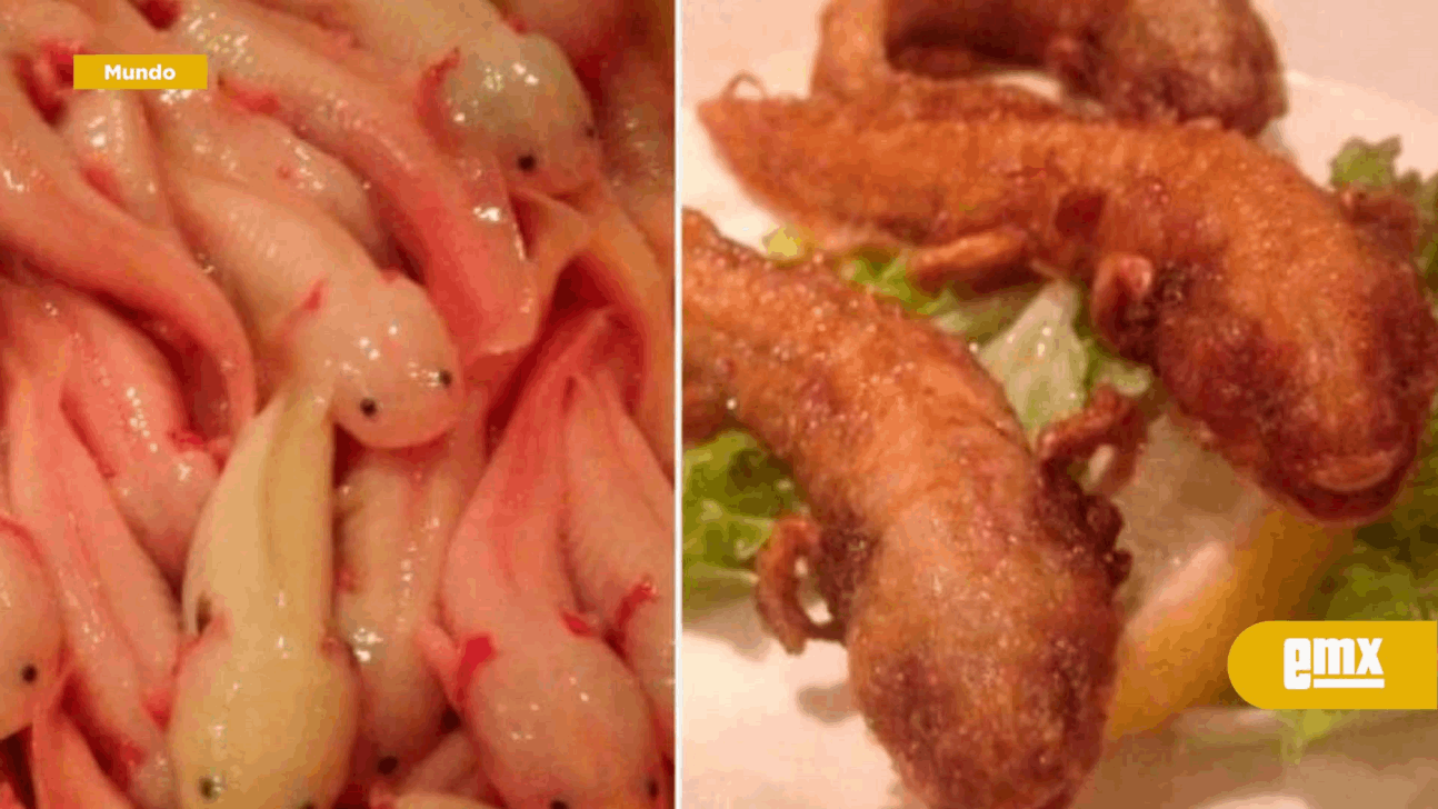 EMX-Ofrecen ajolote frito en restaurante japonés; ¿cuántas especies hay en México en peligro de extinción?