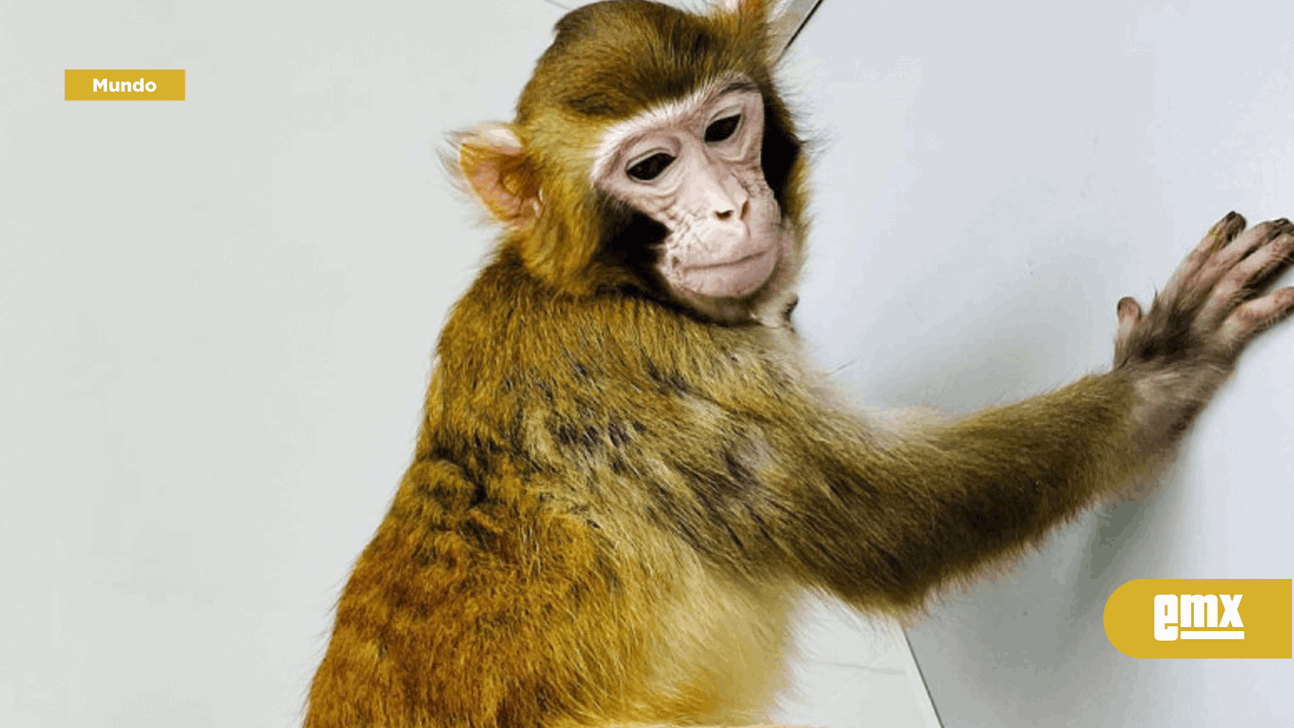 EMX-ReTro: el primer macaco clonado que sobrevive más de dos años