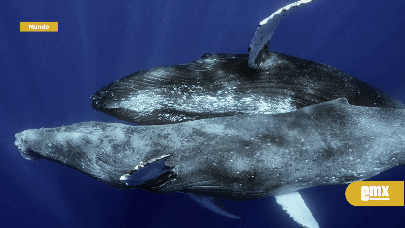 EMX-Captan por primera vez a ballenas jorobadas apareándose y descubren que son dos machos