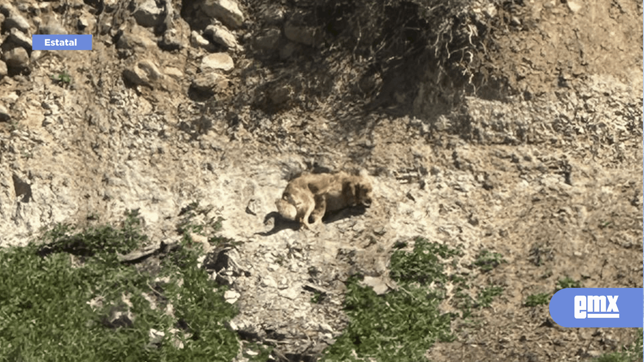EMX-Rescatan a perrito de cerro de Los Álamos en Tijuana