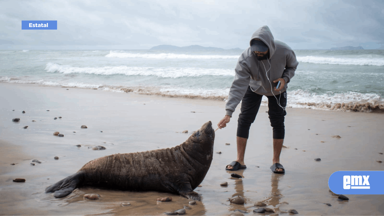 EMX-Foca sale del mar a descansar en Playas de Tijuana