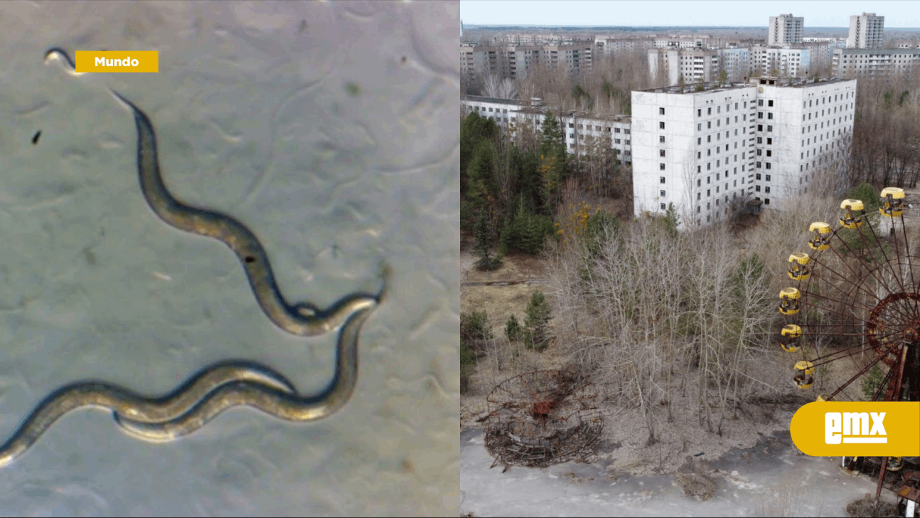 EMX-Gusanos que viven en la zona de exclusión de Chernobyl son inmunes a la radiación: lo que esto significa para la humanidad