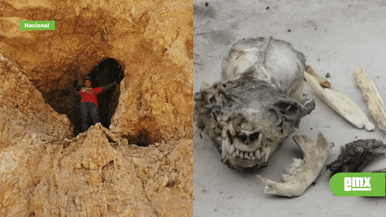 EMX-¿Un nahual? Hallan cráneo humanoide con colmillos en cueva de Coahuila