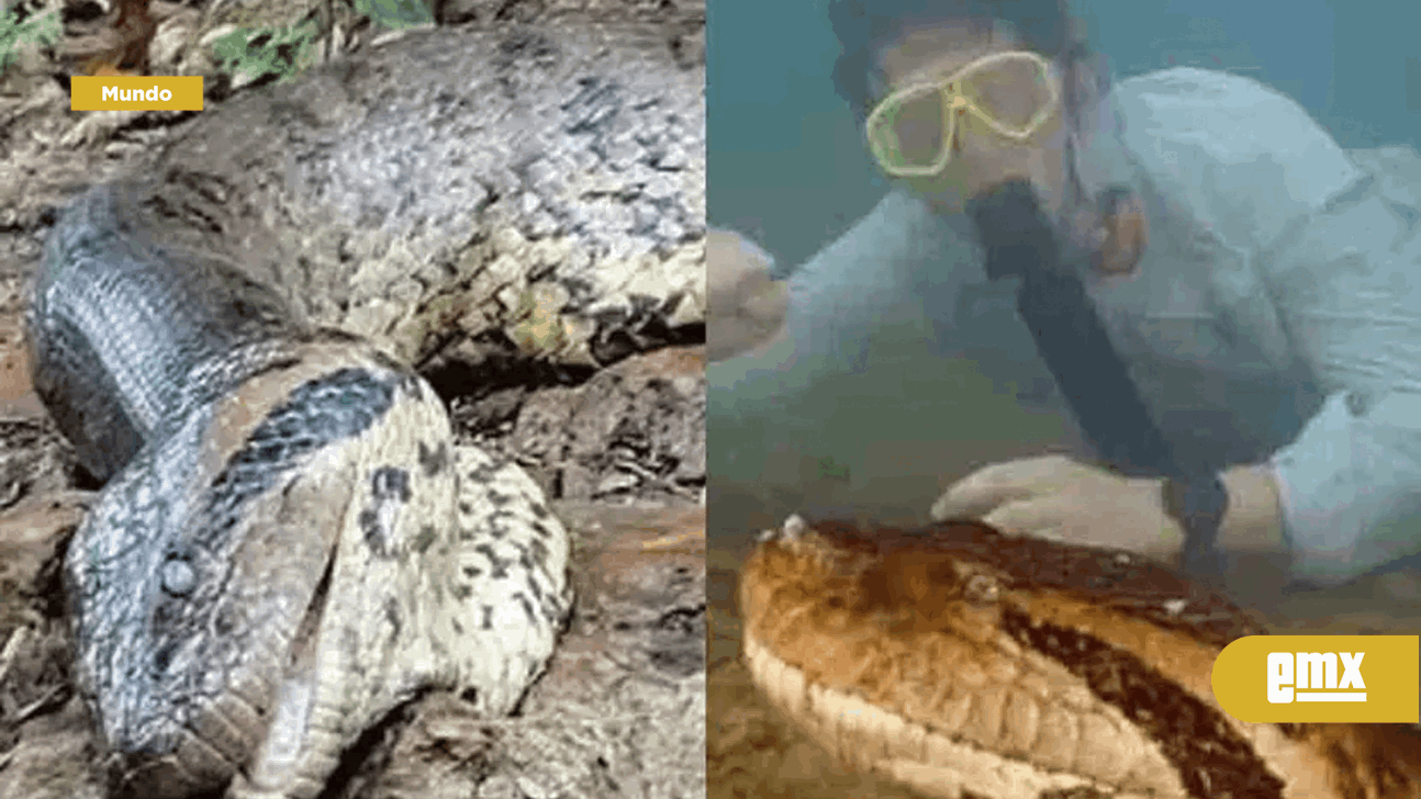 EMX-Cazadores matan a la anaconda más grande del mundo recién descubierta en el Amazonas