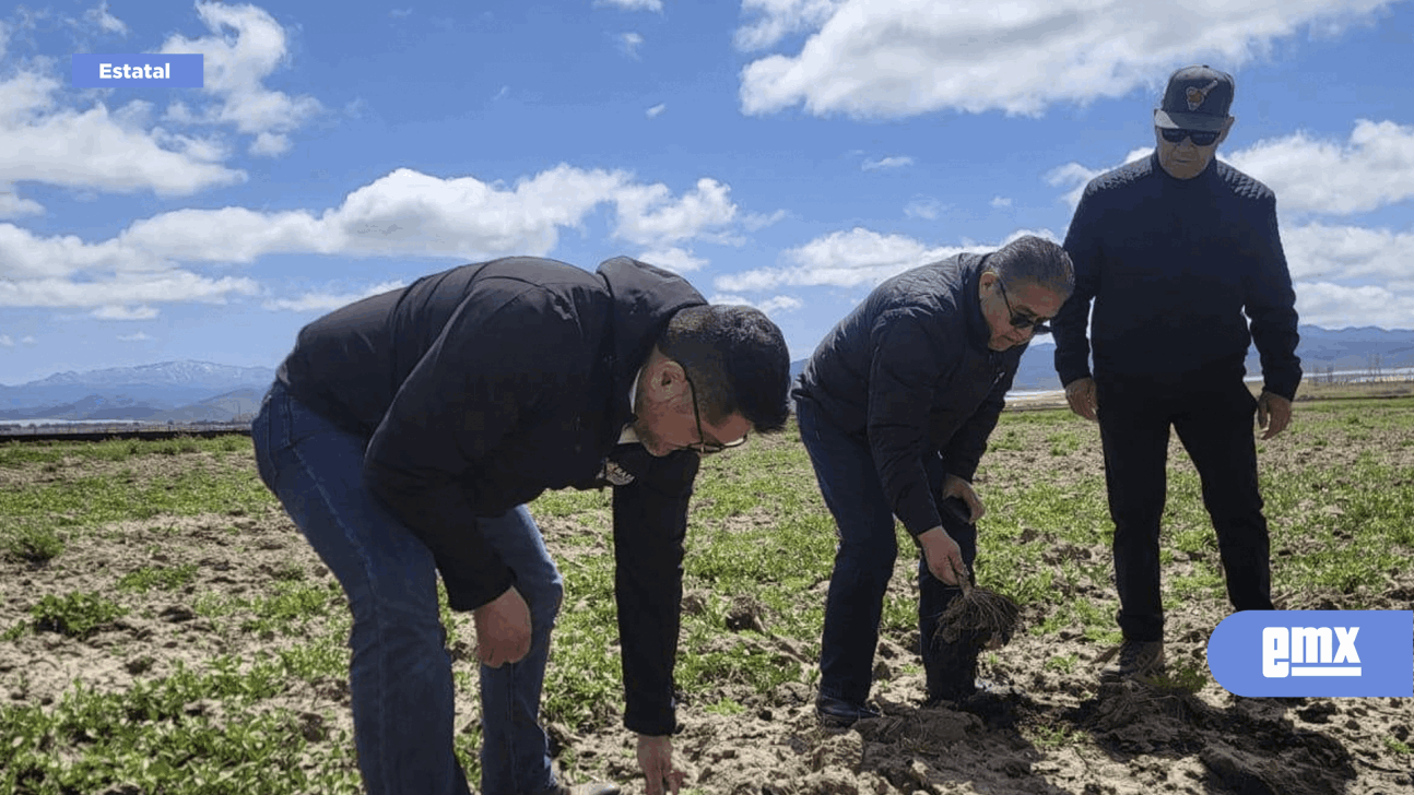 EMX-Emprende SADER-BC acciones sanitarias contra el “picudo de chile”