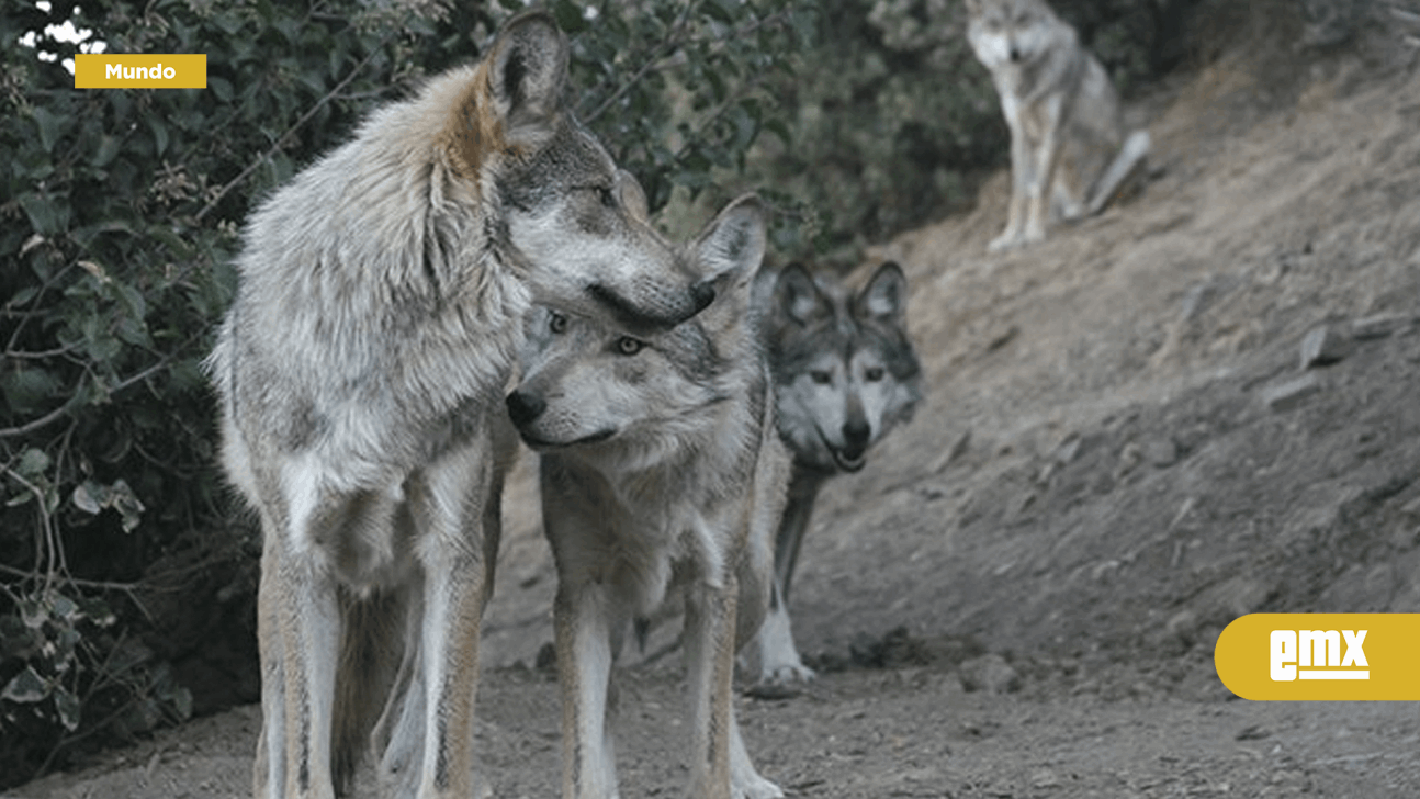 EMX-Trasladan a 3 lobos mexicanos al zoológico de Chicago