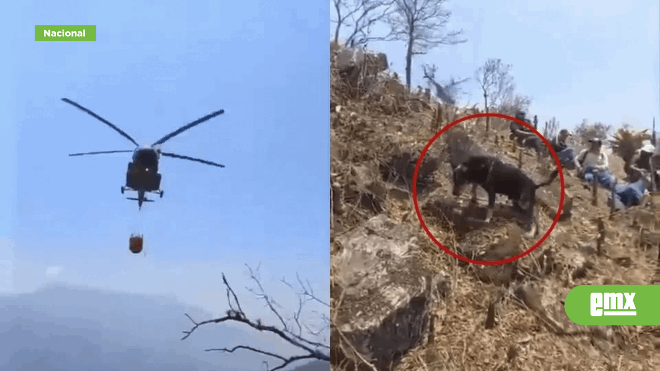 EMX-Helicóptero 'baña' a perro mientras combatía incendios en Veracruz