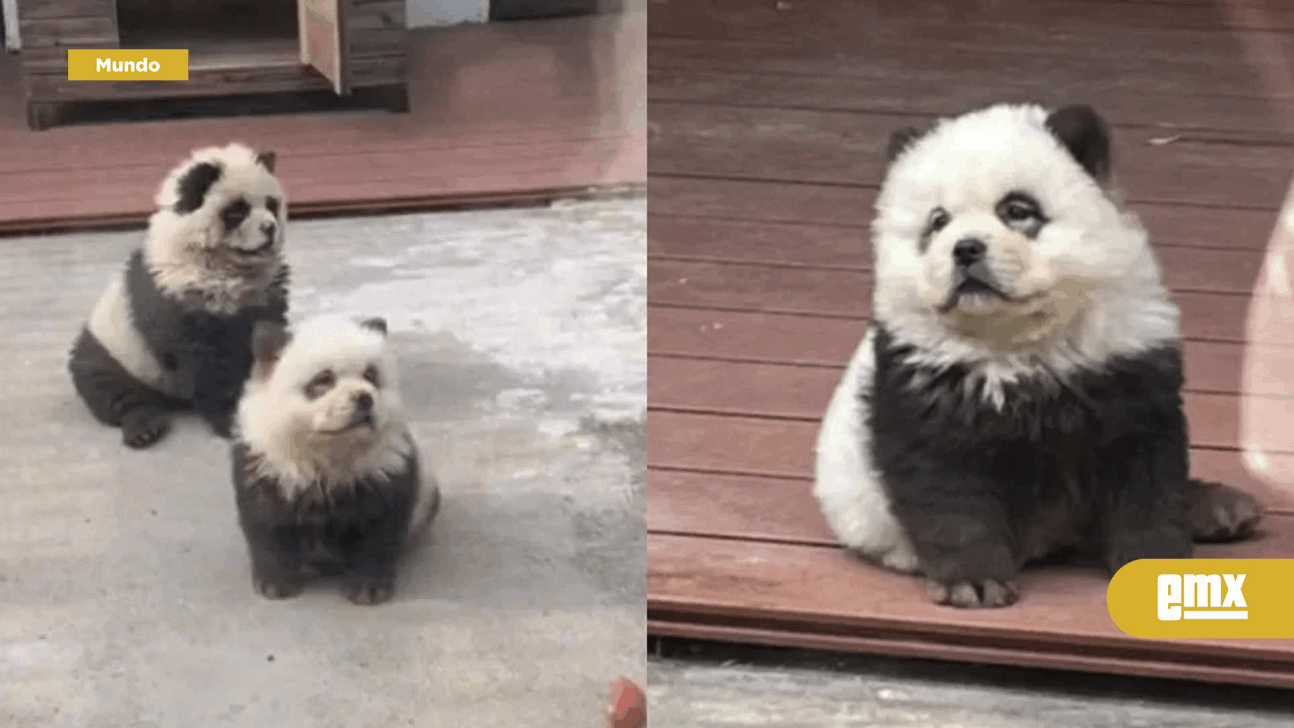 EMX-Zoológico chino engaña a visitantes; hace pasar a perritos por osos panda