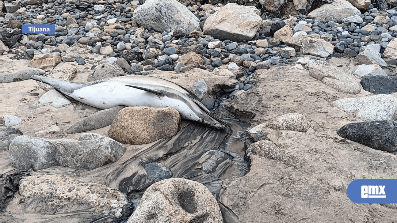 EMX-Encuentran delfín muerto en Playas de Tijuana