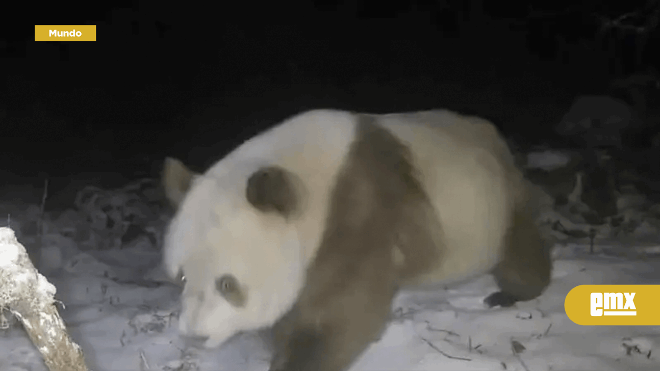 EMX-Avistan-raro-oso-panda-pardo-por-primera-vez-en-seis-años-en-las-montañas-de-China