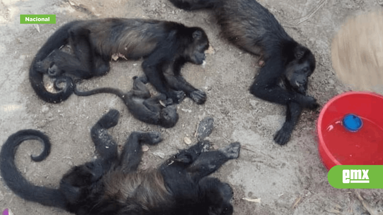 EMX-ALERTA-MÁXIMA:-Van-78-monos-aulladores-muertos-en-Tabasco-y-Chiapas-por-golpes-de-calor
