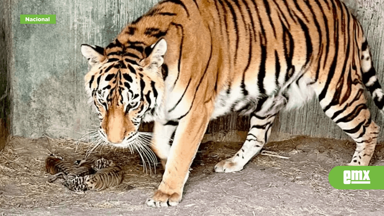 EMX-Nacen 4 tigres de Bengala en Chihuahua; es especie en peligro de extinción