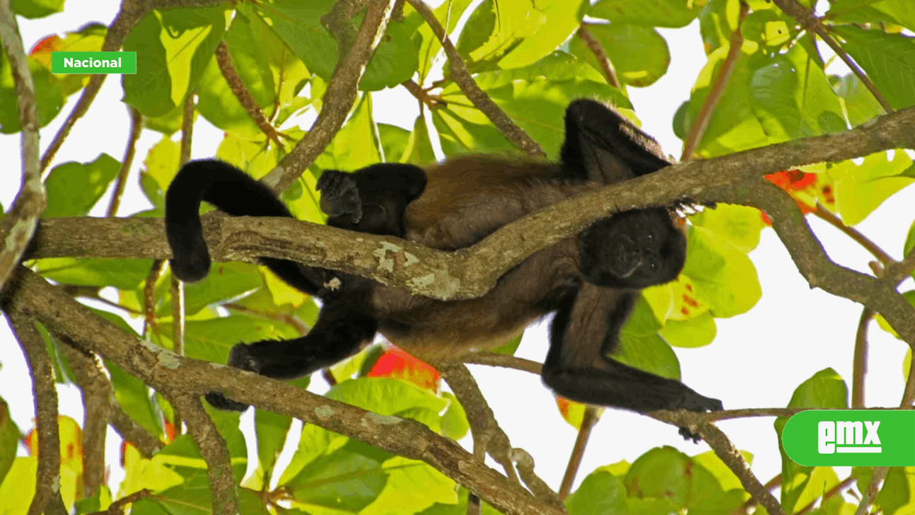 EMX-Se-eleva-a-78-los-monos-saraguatos-muertos-por-las-altas-temperaturas-en-Tabasco-y-Chiapas
