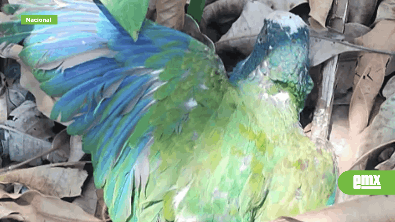 EMX-Profepa confirma la muerte de 29 loros cola blanca por altas temperaturas en Tamaulipas