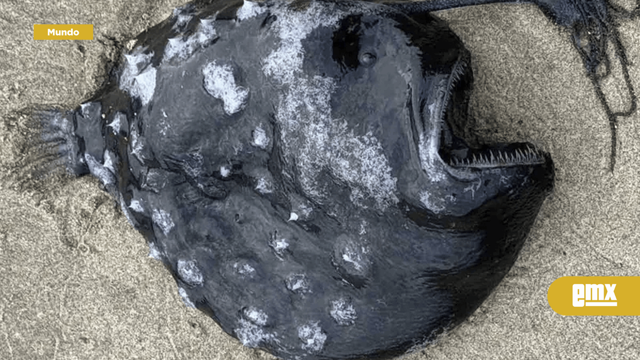 EMX-Aterradora criatura de las profundidades marinas aparece en la playa