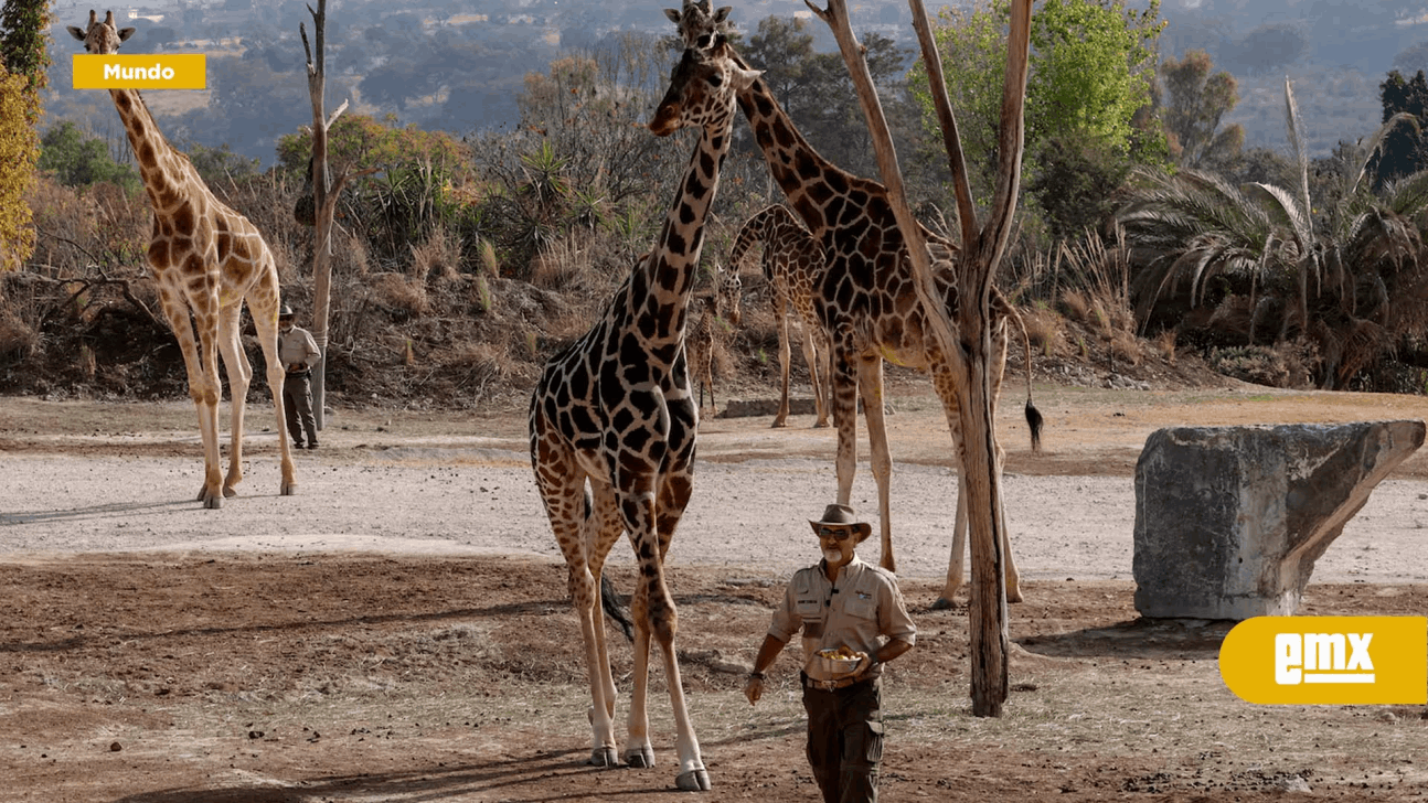EMX-Jirafa-tomó-a-la-bebé-de-una-familia-en-un-safari
