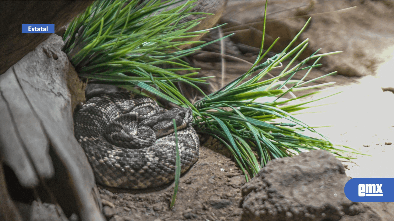 EMX-Invita ISSSTECALI a prevenir la proliferación de fauna nociva en temporada de verano