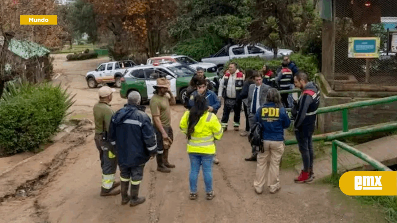 Ataque de perros 'salvajes' deja 23 animales muertos en... - El Mexicano